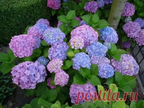 Гортензия крупнолистная (Hydrangea macrophylla) в саду