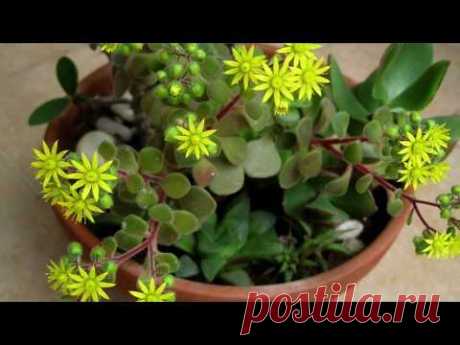 КАК ВЫРАЩИВАТЬ ДЕРЕВО ЛЮБВИ - АИХРИЗОН 🌺 ЦВЕТУЩИЕ КРАССУЛЛЫ. СУККУЛЕНТЫ #аихризон #oldenburgru - YouTube