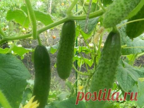Огурцы в июне – уход, удобрения, чем подкормить для лучшего урожая | Дачный дневник пенсионерки | Яндекс Дзен