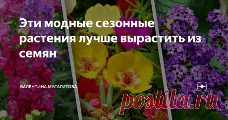 Эти модные сезонные растения лучше вырастить из семян