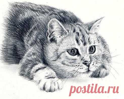 Кот нарисованный простым карандашом. Как Вам?