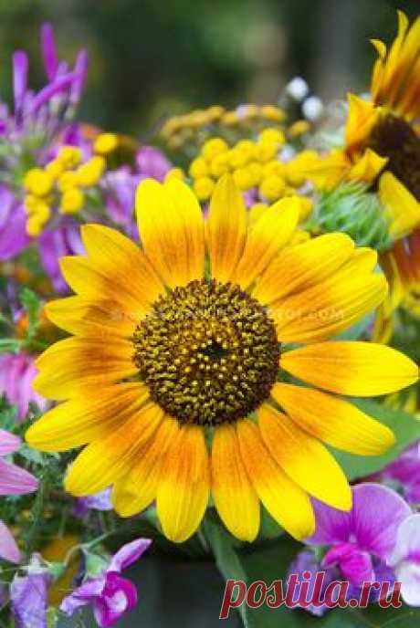 Sunflower