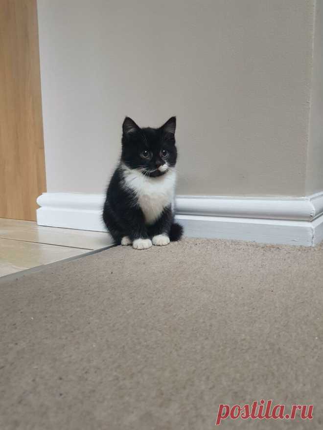 Милые малыши-котята растопят ваше сердце