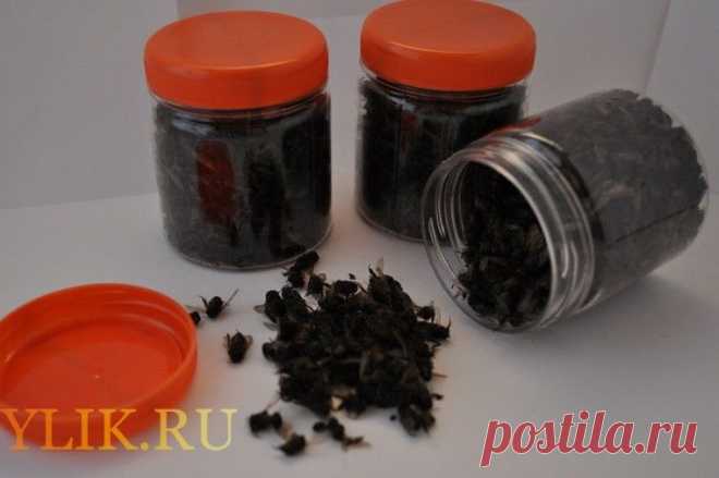 Где и как применяют настойку на спирту на основе мертвых пчел. | Советы Народной Мудрости