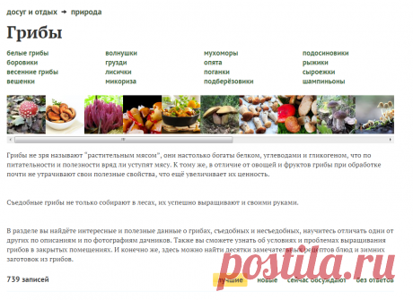 Грибы на даче - виды, посадка, выращивание, уход и размножение