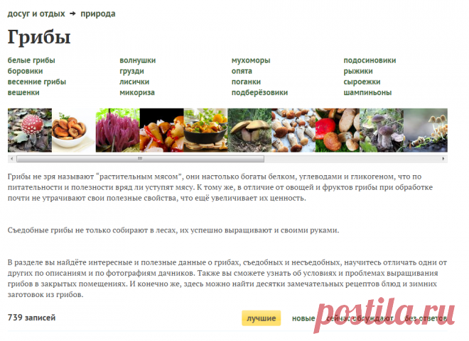 Грибы на даче - виды, посадка, выращивание, уход и размножение