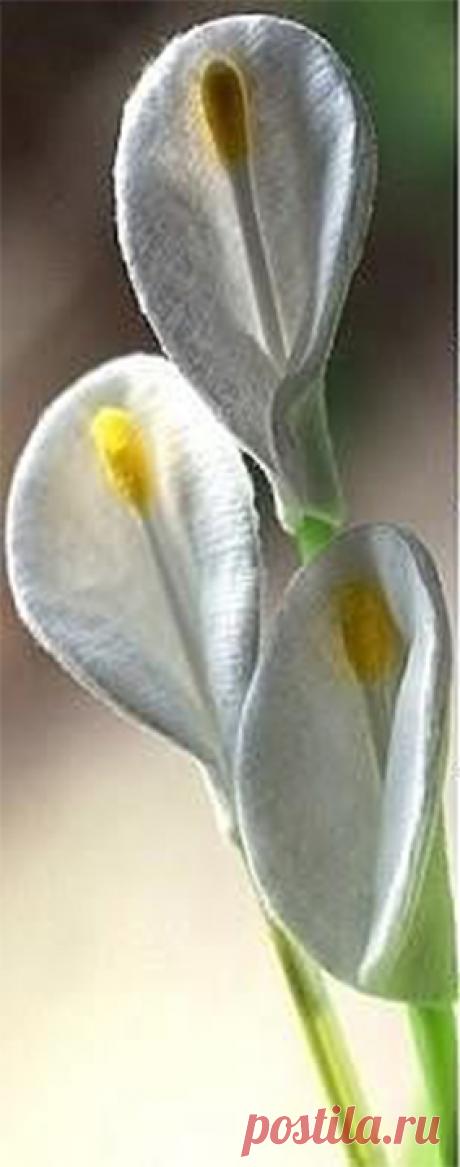 ​Каллы из ватных дискoв Каллы из ватных дискoвКаллы из ватных дискoв это умение ребенка делать поделки и из мягких материалов тоже.