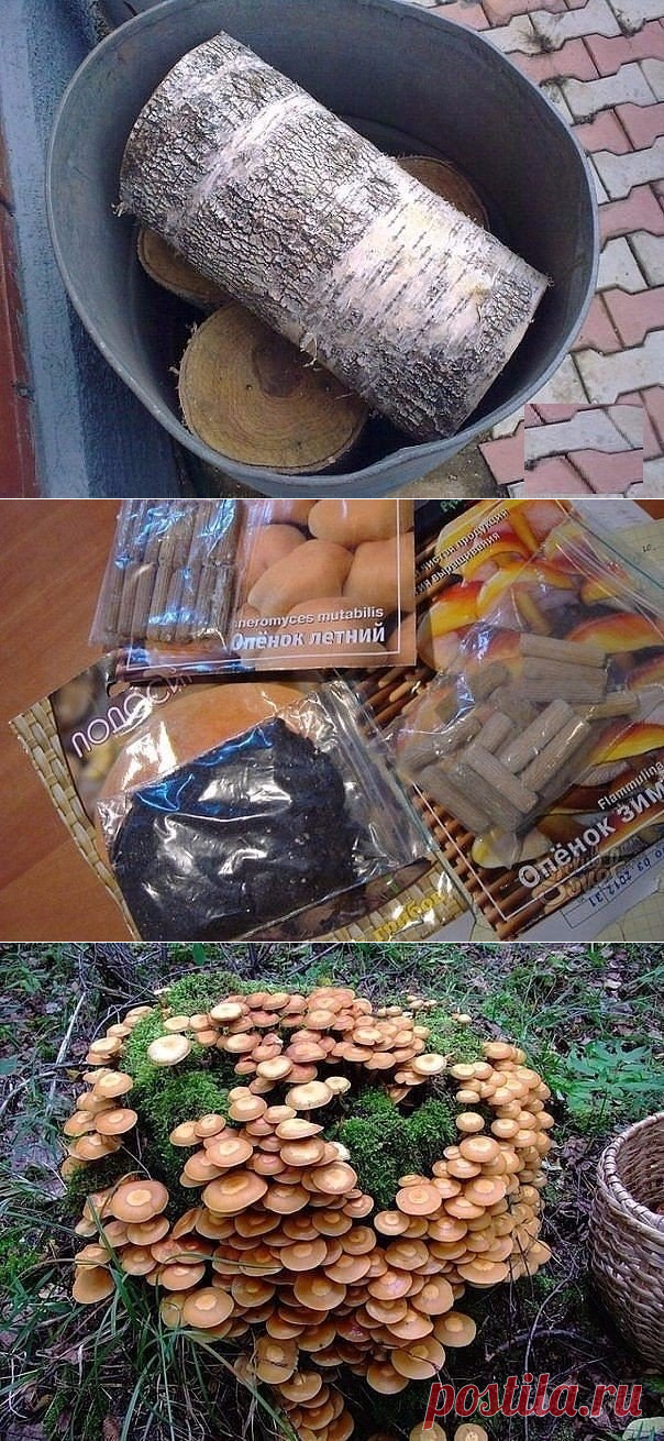 Как вырастить опята на даче