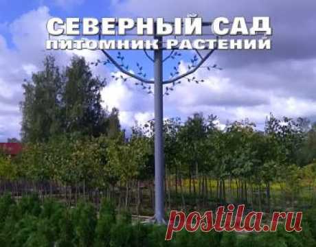 Северный сад