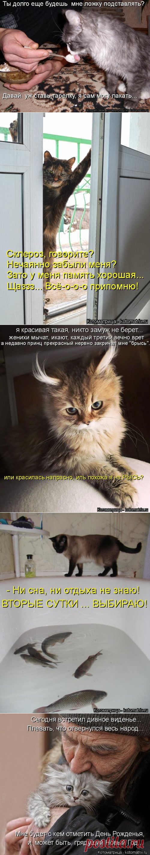 Котоматрица новая и прикольная (37 фото)