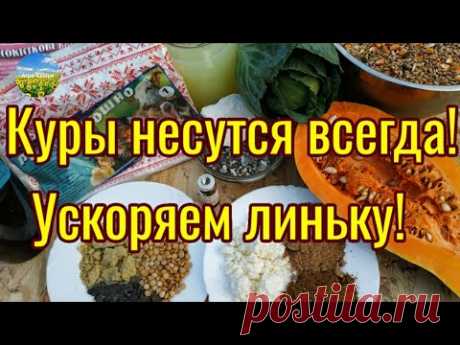 Ускоряем линьку у кур несушек! Куры несут яйца всегда!Секреты разведения кур