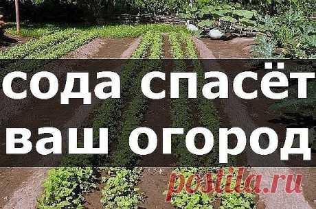 (48) Одноклассники