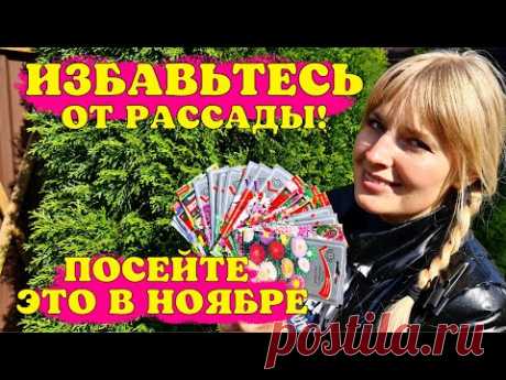 Избавьте СЕБЯ ОТ РАССАДЫ! Посейте ЭТИ ЦВЕТЫ В НОЯБРЕ!