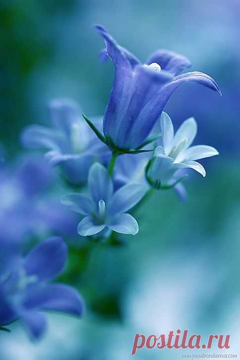 Light blue Flowers | Amazing Pictures - Amazing Pictures, Images, Photography from Travels All Aronud the World