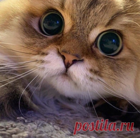 Юмор&gt;Братья наши меньшие,,,,,,