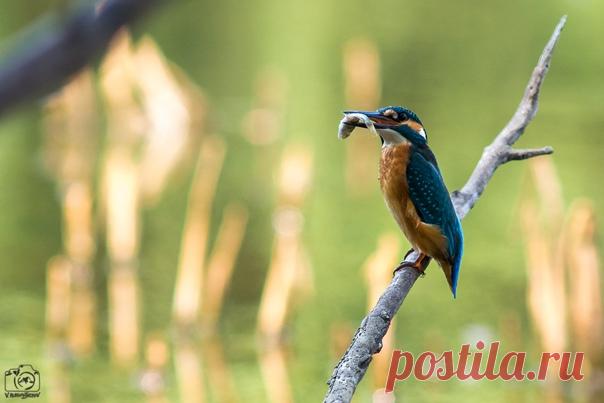 Зимородок со своим уловом. Снимал Валентин Рукомойников: nat-geo.ru/community/user/202020