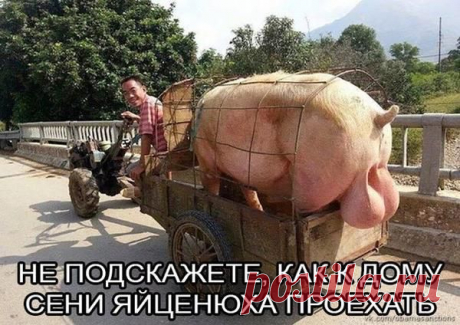 Не подскажете, как к дому Сени Яйценюха проехать?