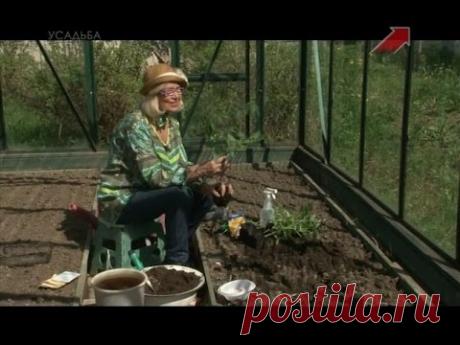 Лучки пучки. Серия 231. Высадка рассады томатов в теплицу