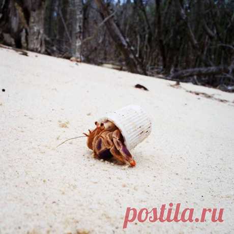 Рак-отшельник и его дом. Колпачок от зубной пасты. #лепра #ракотшельник #колпачок #зубнаяпаста