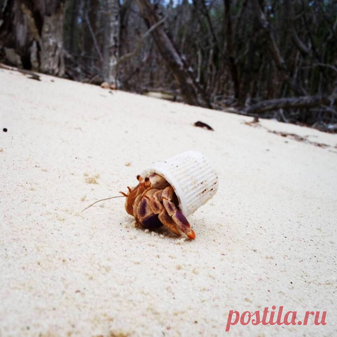 Рак-отшельник и его дом. Колпачок от зубной пасты. #лепра #ракотшельник #колпачок #зубнаяпаста