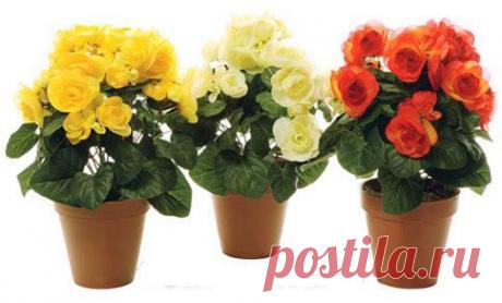 Уход за домашними розами