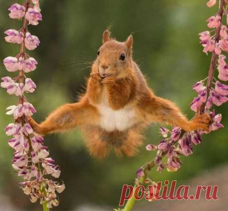 20 забавных фото животных с фотоконкурса «Самых смешных фотографии дикой природы 2018» Относительно недавно став ежегодным «Comedy Wildlife Photo Awards» быстро стал любимым фотоконкурсом интернета, ведь у него есть все данные для этого — животные в смешных ситуациях. В 2018 году органи...