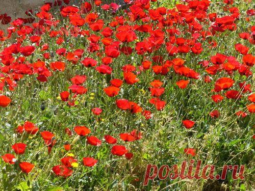 Фото Без названия. Альбом Фон на обложку - 32 фото. Фотографии Татьяна Васильева.