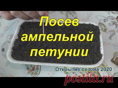 Посев ампельной петунии и эустомы. Открытие сезона 2020.