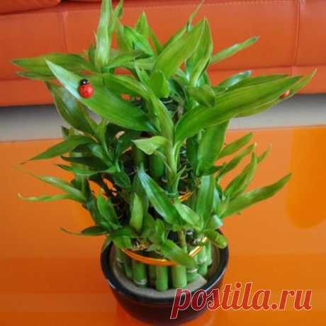 ДЕНЕЖНЫЕ ДЕРЕВЬЯ... | Познавательный сайт ,,1000 мелочей&quot;