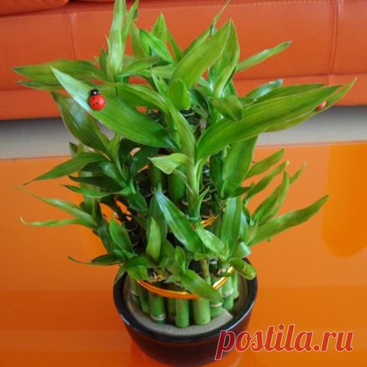 ДЕНЕЖНЫЕ ДЕРЕВЬЯ... | Познавательный сайт ,,1000 мелочей"