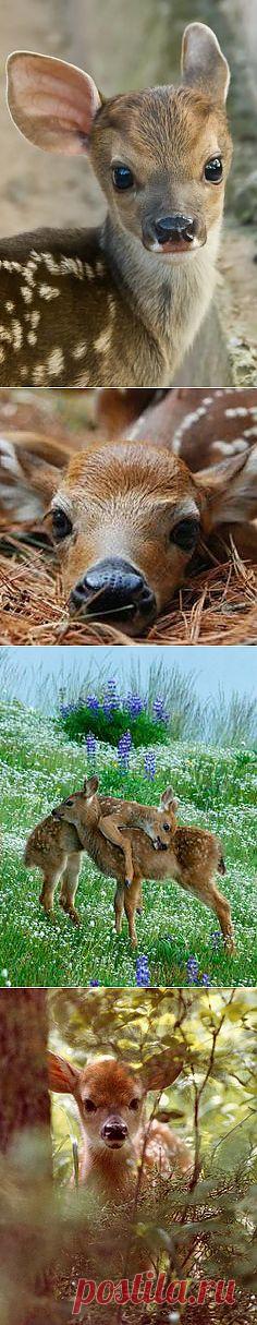 Baby Deer | Gardening & Other Cool Things