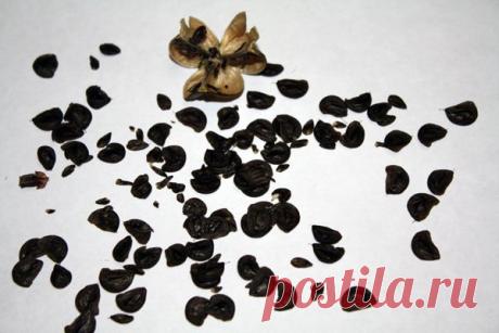 Гиппеаструмы из семян - Хобби Клуб