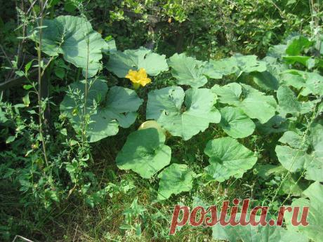 Флора, природа, пейзажи летом: галерея фотографий