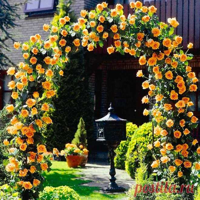 Egrow 100шт Духи Радуга Восхождение Растения Красочные Рок Кресс Цветочные Семена