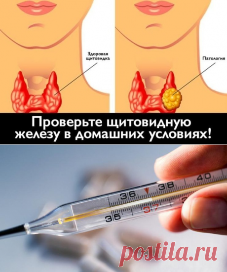 Щитовидка. Полезные советы.