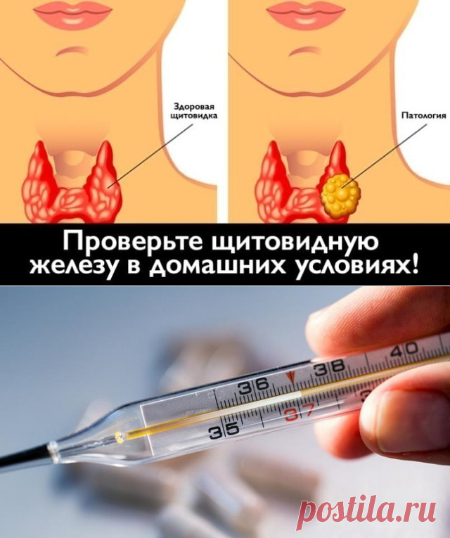 Щитовидка. Полезные советы.