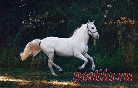 Белая лошадь - 51 фото - картинки: смотреть онлайн