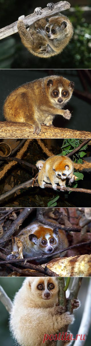 Смотреть изображения лори | Зооляндия