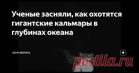 Ученые засняли, как охотятся гигантские кальмары в глубинах океана Поскольку яркие огни подводных аппаратов раздражают этих существ, ученые разработали глубоководное устройство, оборудованное инфракрасной камерой, способной видеть сквозь мрак глубин. Это принесло результат. На глубине около километра в Мексиканском заливе и в проливе Эксума недалеко от Багамских островов, платформа исследователей, с заранее заготовленной приманкой запечатлела несколько больших кальмаров. 
...