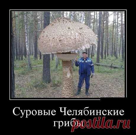 Вот это гриб!