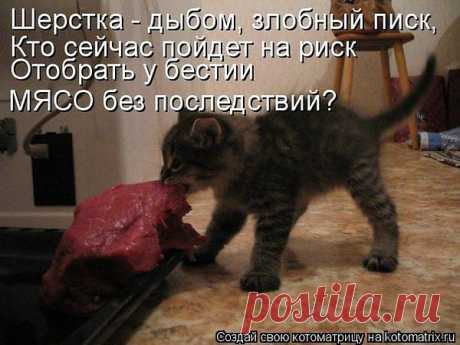 Популярные записи по теме «кошечки»