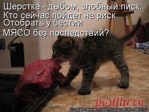 Популярные записи по теме «кошечки»