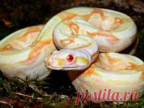 Snakes and More Snakes: Photo of Coral Albino Boa