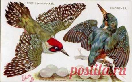 GREEN WOODPECKER, KINGFISHER & their eggs - TuckDB Postcards