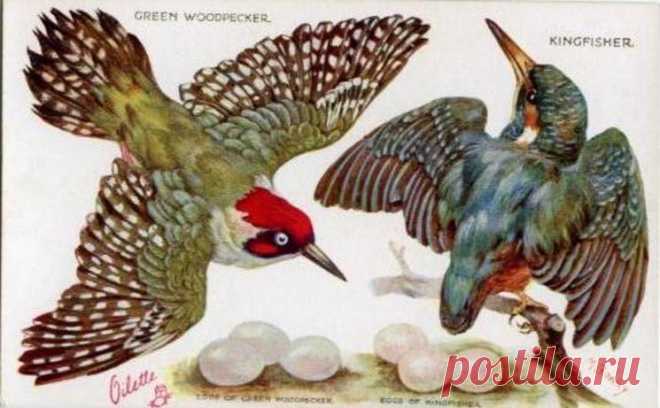 GREEN WOODPECKER, KINGFISHER & their eggs - TuckDB Postcards