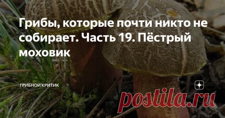 Грибы, которые почти никто не собирает. Часть 19. Пёстрый моховик Приветствую всех грибников и желаю  полные корзины любимых вами грибов!
Теоретически, вы должны полюбить и моховик пёстрый, если ещё не сделали это,  до прочтения моей статьи!)) У этих грибов есть хорошие шансы стать одними из ваших любимых и собираемых.
Почему? Да подумайте сами: эти моховики считаются самыми распространёнными, среди своих сородичей, на территории России. Их можно без особых