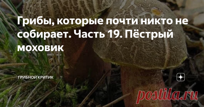 Грибы, которые почти никто не собирает. Часть 19. Пёстрый моховик Приветствую всех грибников и желаю  полные корзины любимых вами грибов!
Теоретически, вы должны полюбить и моховик пёстрый, если ещё не сделали это,  до прочтения моей статьи!)) У этих грибов есть хорошие шансы стать одними из ваших любимых и собираемых.
Почему? Да подумайте сами: эти моховики считаются самыми распространёнными, среди своих сородичей, на территории России. Их можно без особых