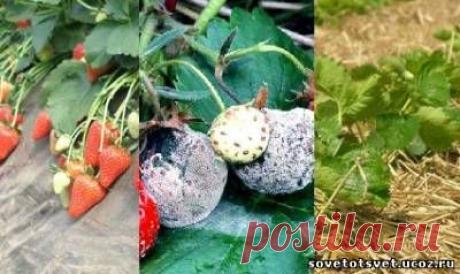 Серая и черная гнили клубники, земляники, борьба с заболеваниями - Борьба с болезнями растений - Уход за растениями - Каталог статей - Добрые советы- огород, сад, дом.