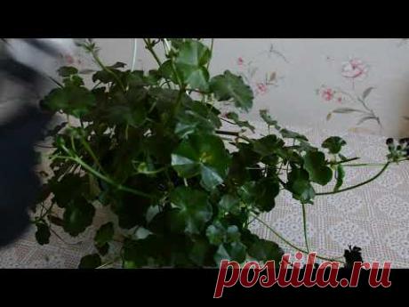 Осенняя обрезка плющелистных пеларгоний