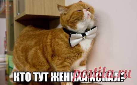 ЖЕНИХ | KotoMail.ru